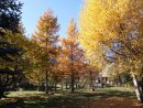 garden in autumn