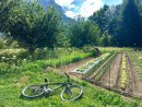 Local vegetable garden