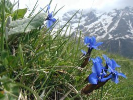 blue gentian flowers above vallouise