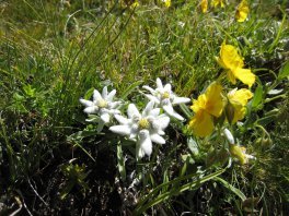 edelweiss flower