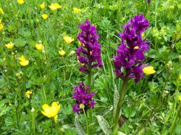 orchides ailefroide